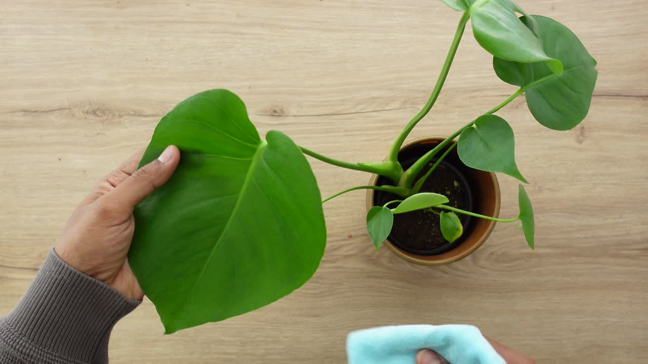 Prendersi cura di una pianta di Monstera in casa