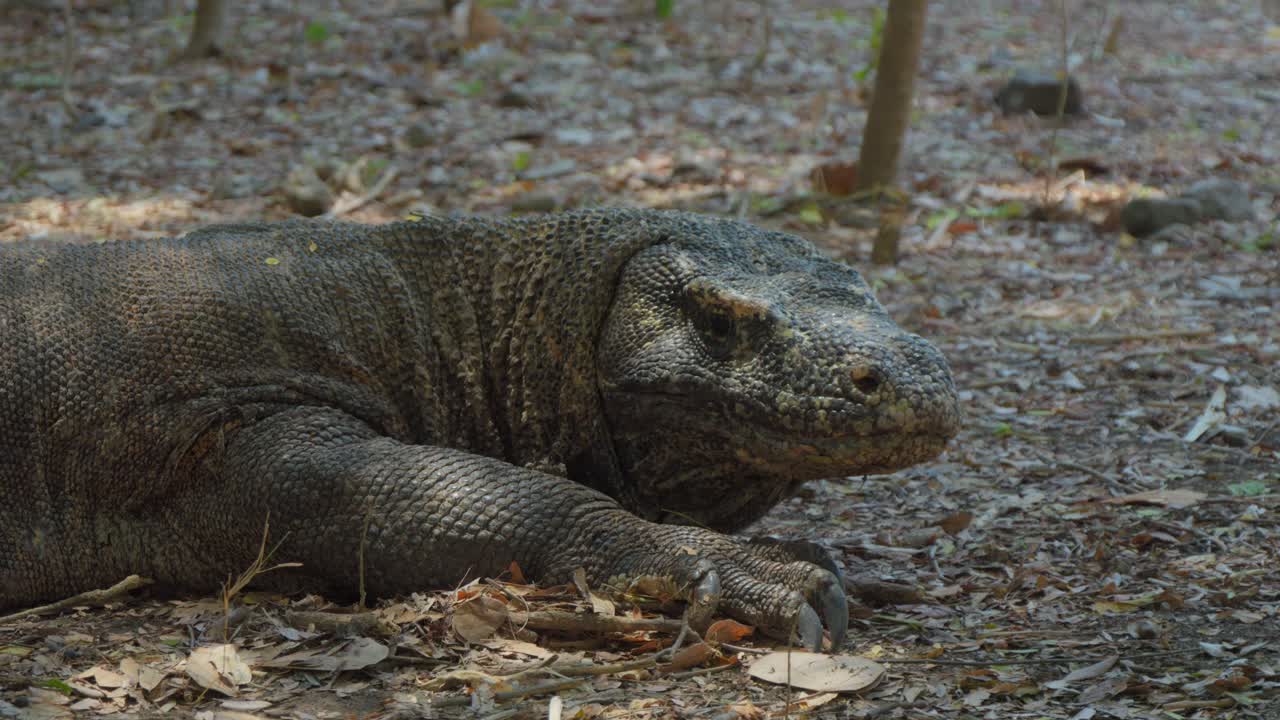 Halbnahe Einstellung eines Komodowarans, der auf dem Boden liegt und seine komplexen Schuppen sowie seine beeindruckende Präsenz zeigt.