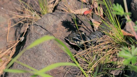 Ringelnatter-(Natrix-Natrix)-Frisst-Ihre-Beute.-Manchmal-Auch-Ringelnatter-Oder-Wassernatter-Genannt,-Ist-Eine-Eurasische-Ungiftige-Colubridennatter.