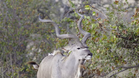 greater kudu male nibbling on shrub, close-up in slow motion