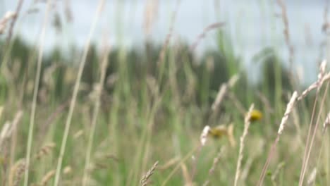 Nahaufnahme-Von-Hohem-Wildem-Gras,-Das-Im-Wind-Weht