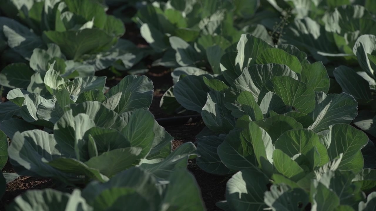 Rows of fresh green cabbage plants growing in a cultivated agricultural field.