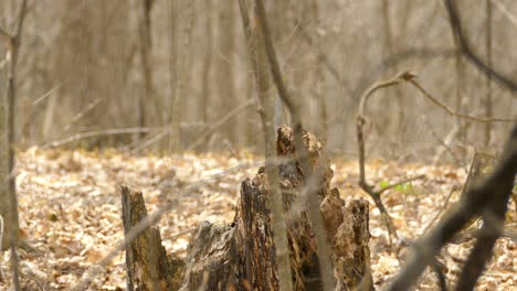 Pileated-woodpecker-sitting-on-a-tree-trunk-and-taking-off,-Canada,-wide-shot