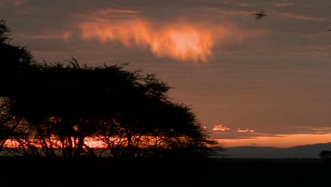 birds fly against a red orange sky at dawn on the plains of africa