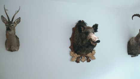 disparo al revés de cabezas de animales de peluche, en una pared blanca