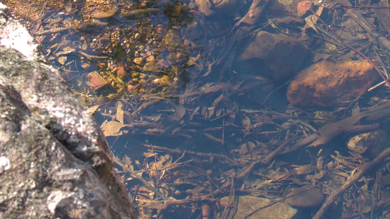 Água límpida e ondulante revela rochas submersas, folhas caídas e galhos em um riacho natural australiano