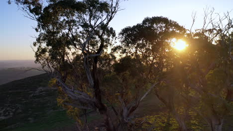 Aerial:-Drone-shot-tracking-behind-an-outcrop-of-trees-as-the-golden-rays-of-the-sunrise-flare-through-the-branches,-in-Mudgee-Australia