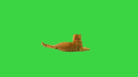 pretty cat lying and waving his tail on a green screen, chroma key