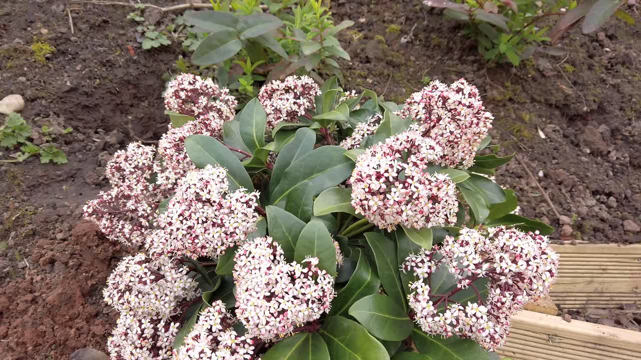 꽃과 잎을 보여주는 skimmia japonica