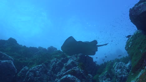 Black-blotched-stingray-passing-overhead-on-deep-wall