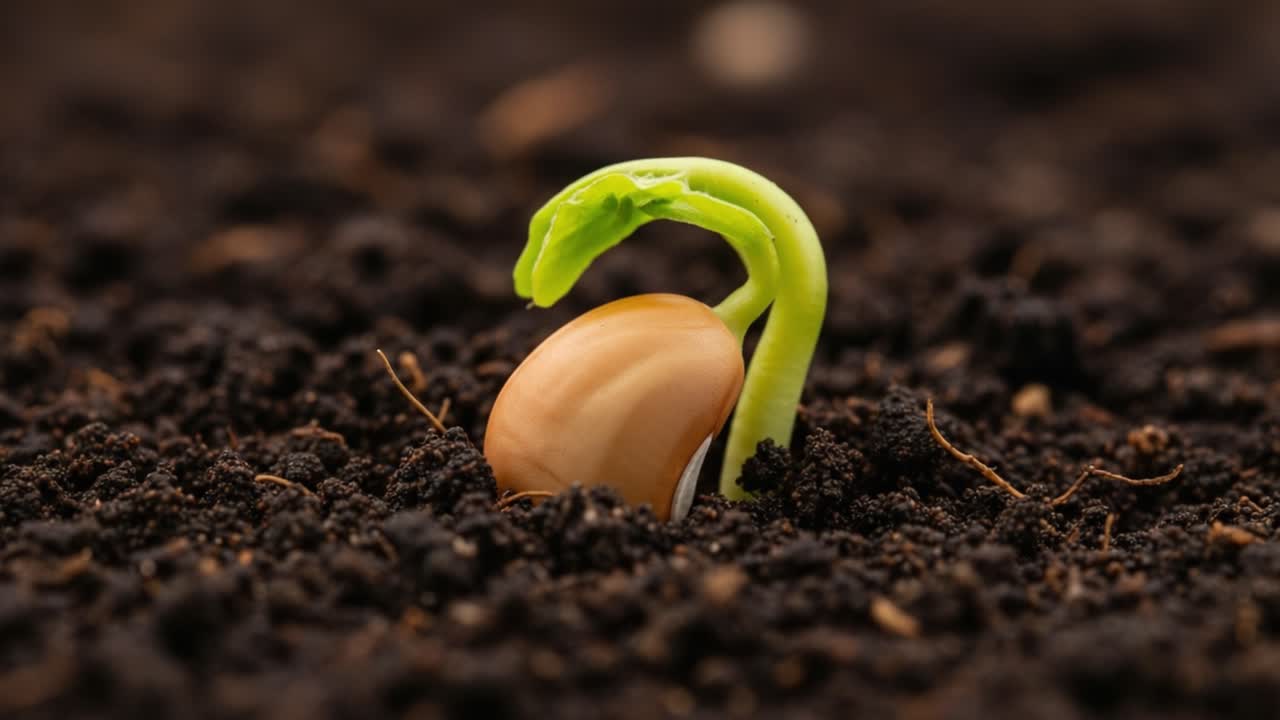 A close-up of a young plant sprout emerging from dark soil