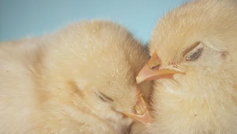 tender feelings between two little chickens. isolated green screen background