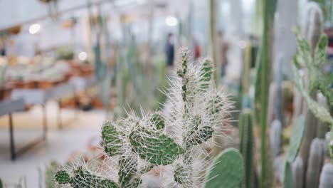 a cactus with huge sharp needles stands in a greenhouse in the botanical garden. cool close-up