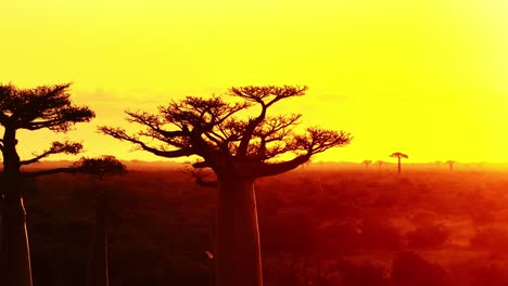 majestic baobab trees at sunset along the avenue of the baobabs near morondava, madagascar. aerial footage capturing the vibrant sky and unique landscape of this iconic african destination.