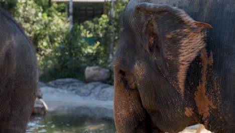 close-up of an elephant's head