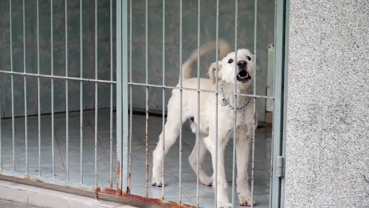 White dog barking inside a kennel with a metal fence