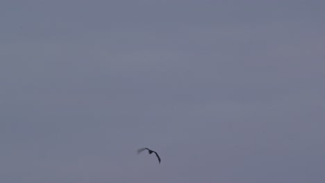 murciélago volando por el cielo azul en condiciones de viento batiendo sus alas
