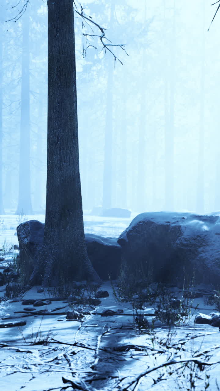 겨울의 숲 장면