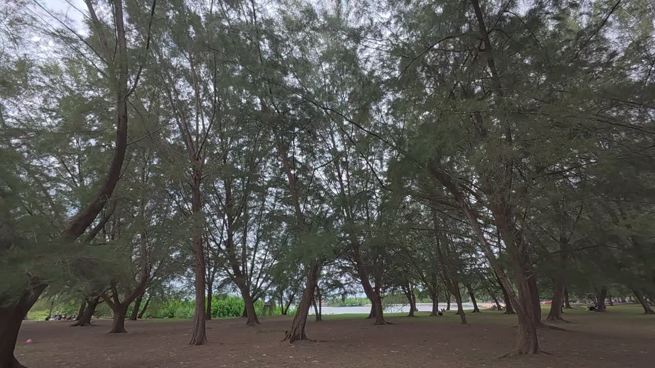 Casuarina trees line the beach, offering shade to visitors and shielding the coast from strong winds and wave erosion, their roots serving as natural protection for the shoreline.
