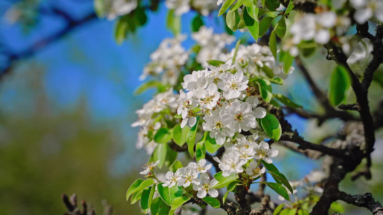 Pear blossom. Tree blooming with white flowers against blue sky. Spring. Nature background. Fruit tree blossom