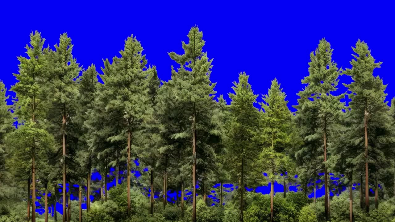 Green forest animation, transparent 4K video, green screen