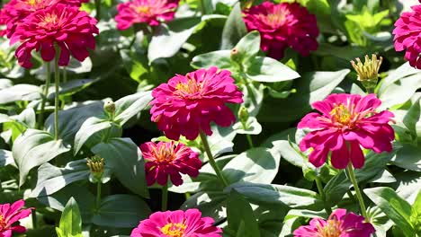 las vibrantes zinnias florecen en un jardín exuberante