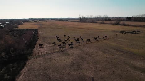 a large number of black cows and bulls are in the middle of a field