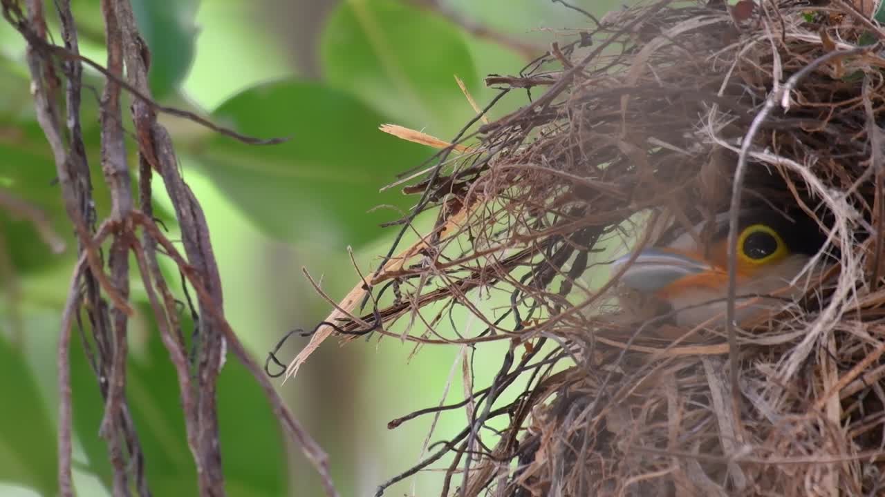 은색 가슴 브로드빌은 태국에서 지역 및 국제적으로 유명한 새입니다.