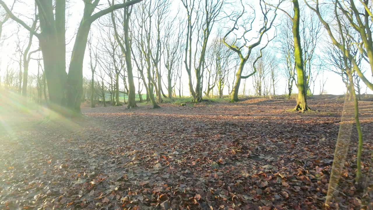 가을 지형을 검색하는 조명이 켜진 일출 삼림 지대 숲을 통해 비행하는 fpv 무인 항공기
