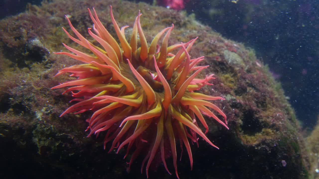 primer plano bajo el agua de un anénomo