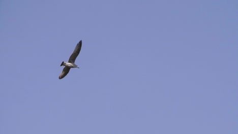 bird flying in blue sky