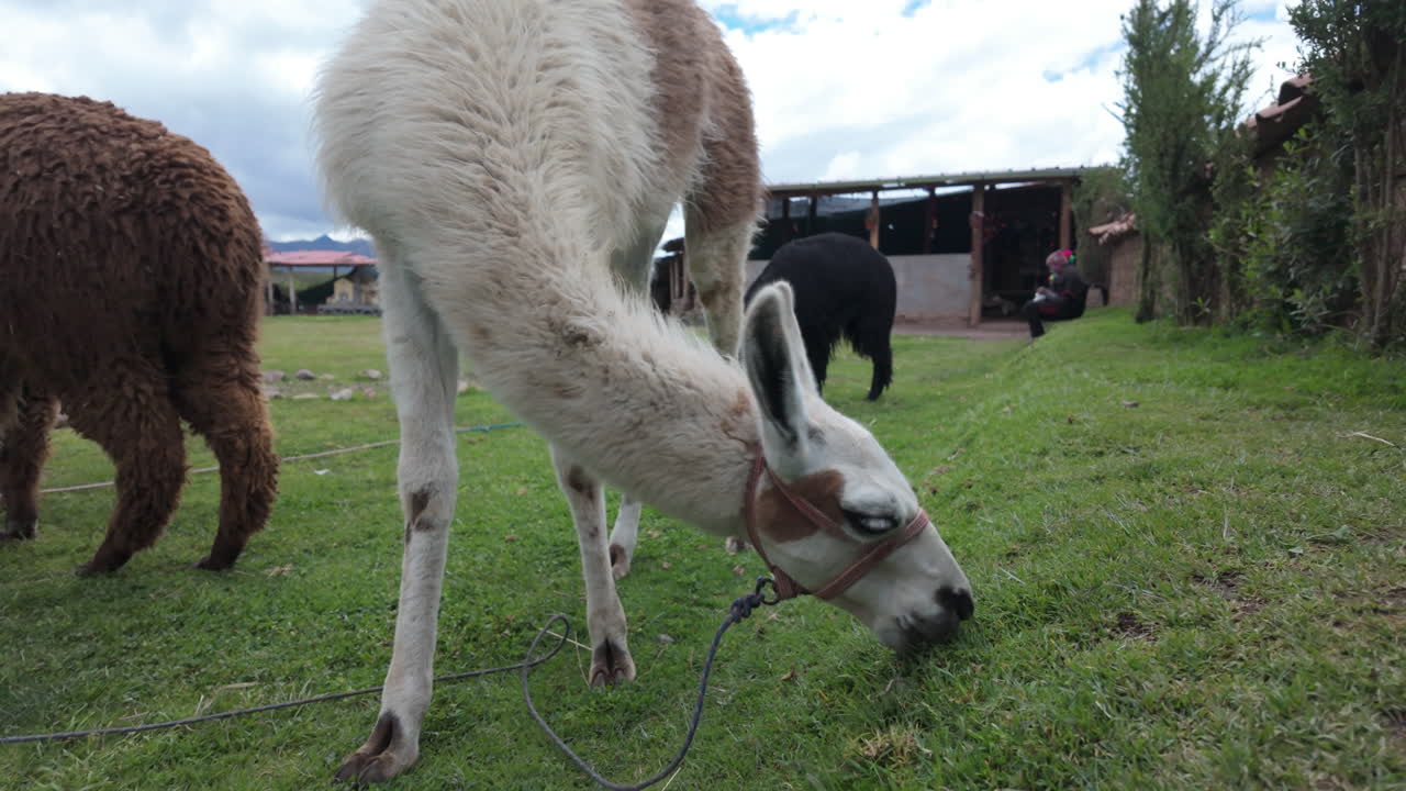 Slow motion video of llamas and alpacas grazing peacefully on a pasture in Cusco Peru