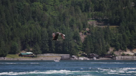 An-Eagle-flying-in-British-Columbia-Canada-over-the-ocean-looking-for-fish