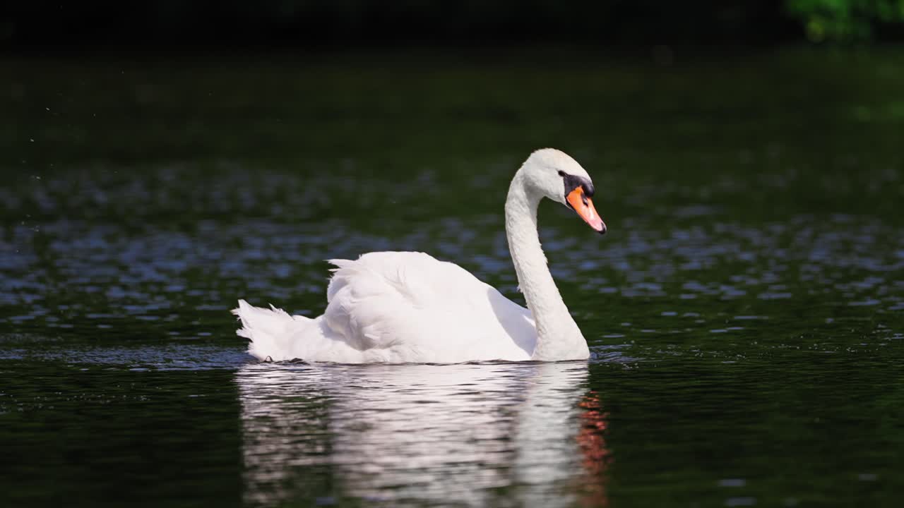 elegante cisne blanco empujando el agua con su pie