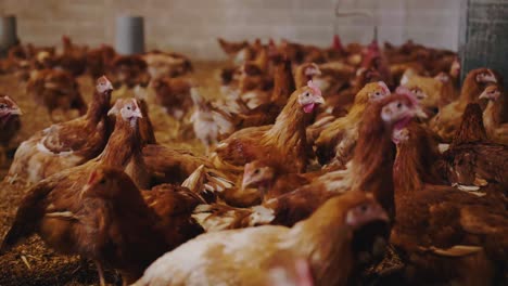 Closeup-shot-of-a-chicken-in-a-poultry-farm