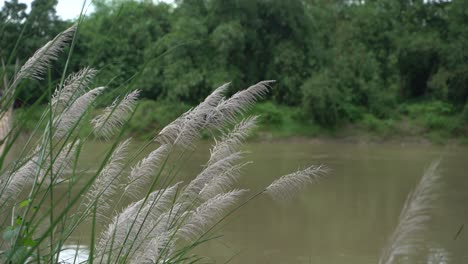 An-Den-Ufern-Des-Flusses-Blühen-Herbstblumen