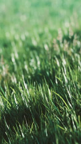 closeup of green grass blades