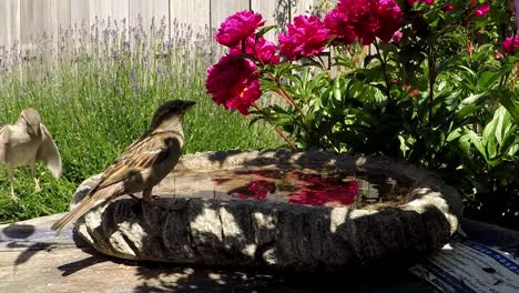 two female sparrows one on a concrete bowl and one flying in