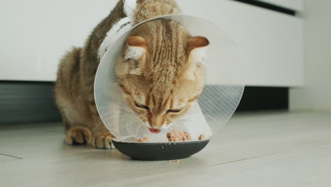 a pet in a cone-shaped collar eats food. the collar prevents itching of the wound after surgery