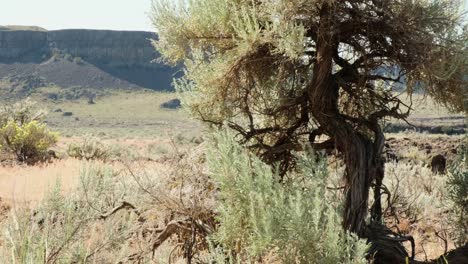 Dry-shattered-trunk-of-gnarled-Sagebrush-tree,-arid-western-landscape