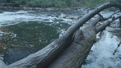 calm waters of the wissahickon creek, fallen tree