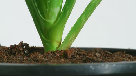 the aloe vera plant in a pot is spinning on white background. close up of succulent plant leaves, medicinal plant used in cosmetology