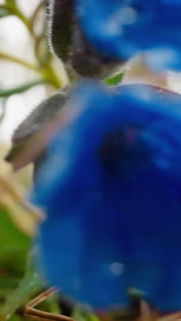 plant with early spring flowering opens buds in forest. covered with water after rain blue and purple mary tears petals. freshness in nature on blurred background