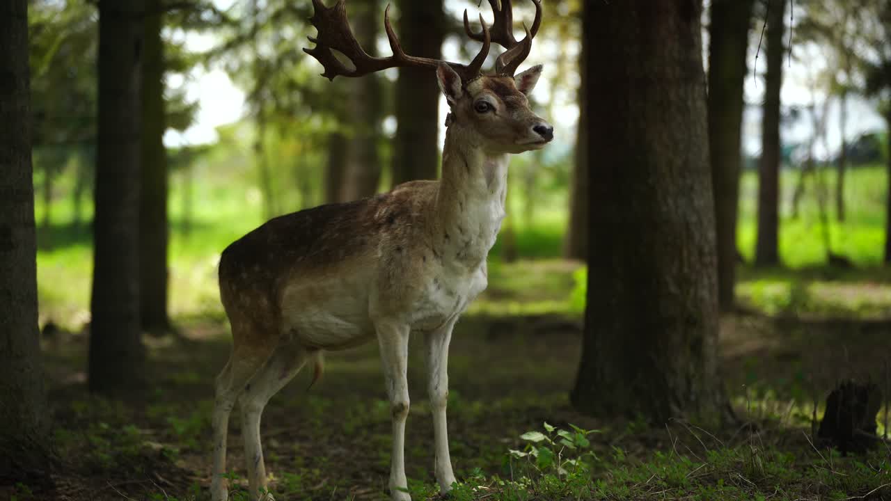 venado macho de cola blanca caminando lentamente a través de los árboles del bosque y manteniéndose alerta