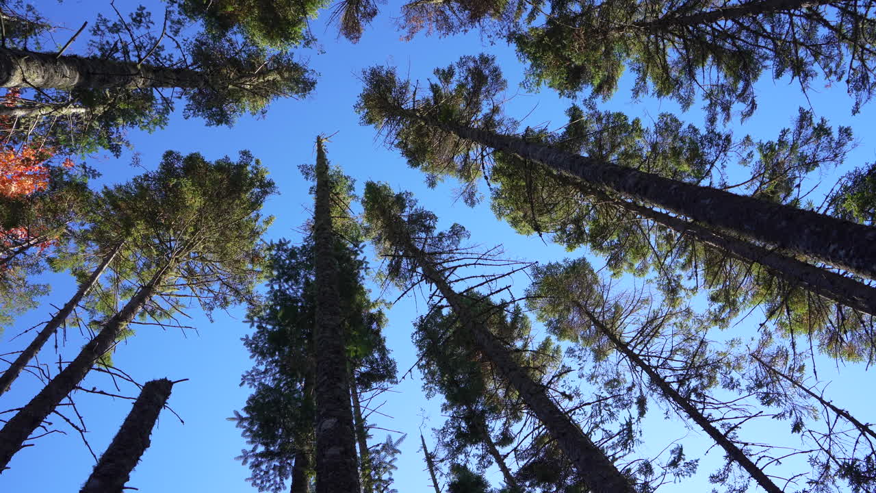 Ground view looking up at tall conifers swaying in the wind in Mauricie, Quebec, Canada. Autumn light highlights the trees and vibrant forest canopy