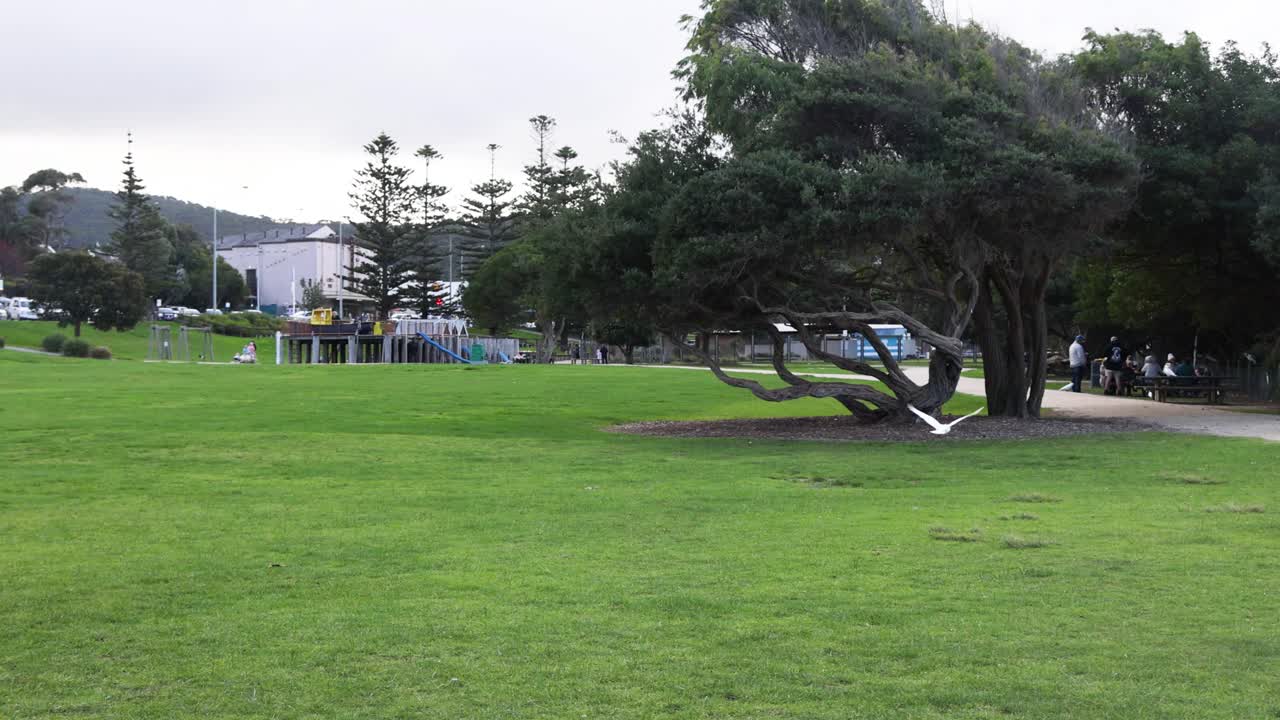 카카투가 초록색 공원 위를 날아다닙니다.