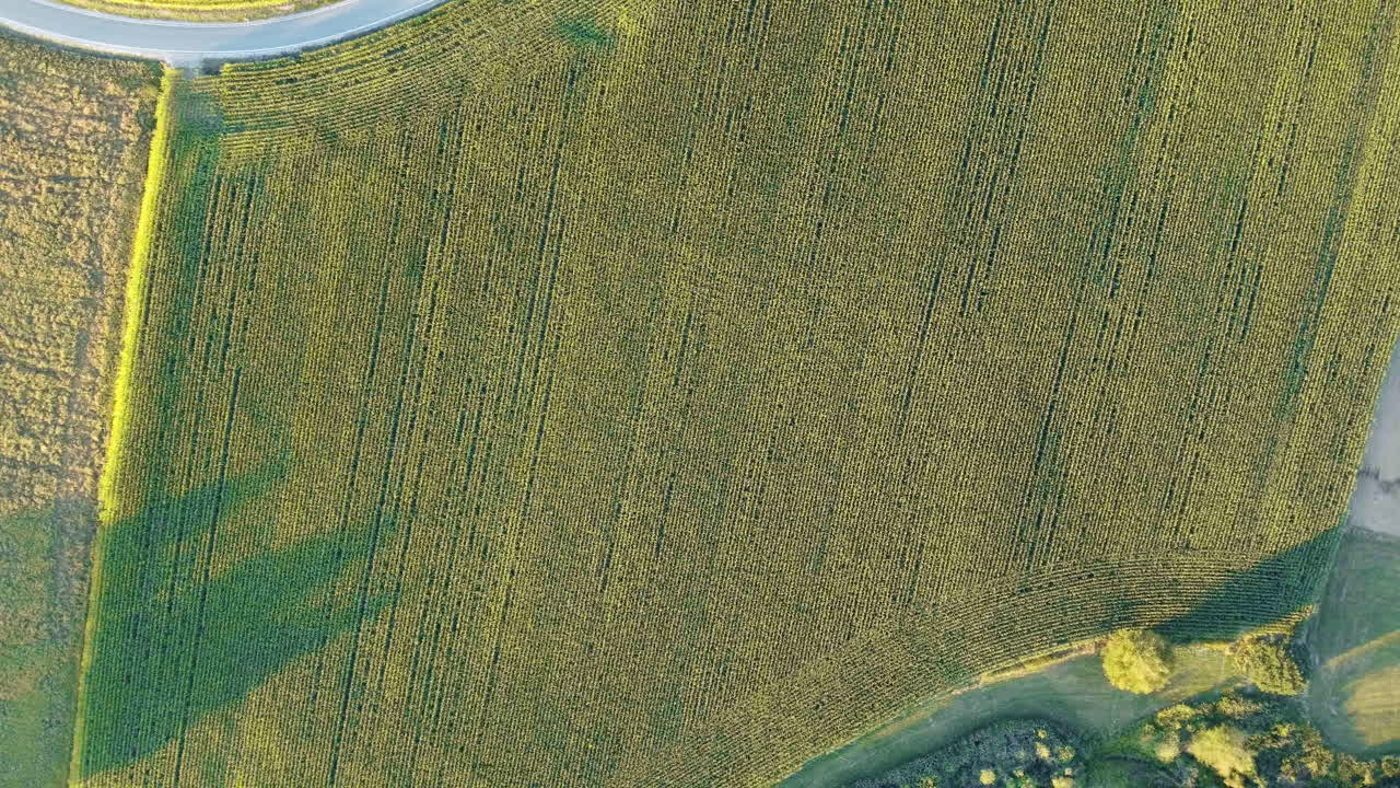 una vista aérea de los vibrantes campos de cultivo en baviera, alemania