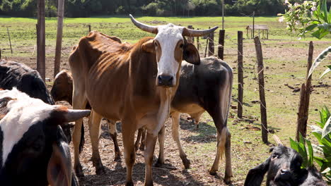 cows grazing on small farm in the countryside