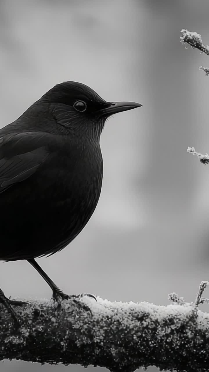 Uno sguardo accattivante di un maestoso uccello nero appollaiato elegantemente su un ramo coperto di brina, che dà vita alla bellezza della natura in monocromia.