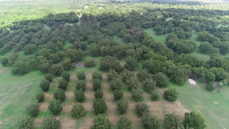 Aerial-video-of-a-Pecan-Orchid-in-San-Saba-Texas